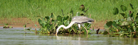 Cocoi heron, fishing